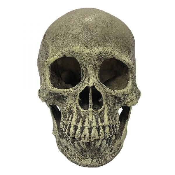 KOMODO HUMAN SKULL FULL