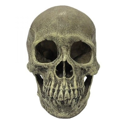 KOMODO HUMAN SKULL FULL