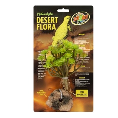 ZM PLANT DESERT TREE HOUSELEEK