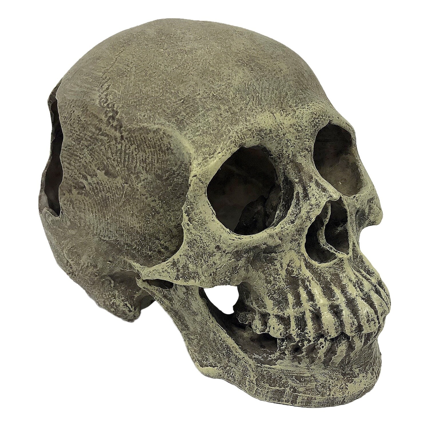 KOMODO HUMAN SKULL FULL