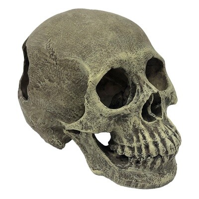 KOMODO HUMAN SKULL FULL