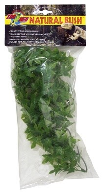 ZM PLANT CONGO IVY SM