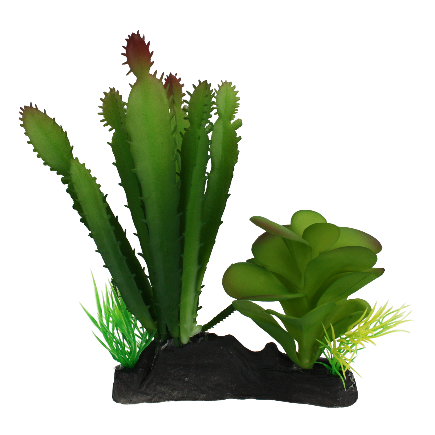 KOMODO CACTUS &amp; SUCCULENT