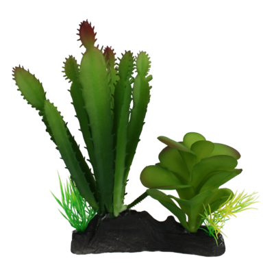 KOMODO CACTUS &amp; SUCCULENT