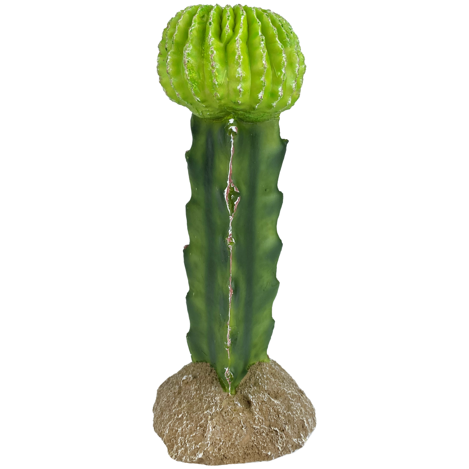 KOMODO PLANT MOON CACTUS