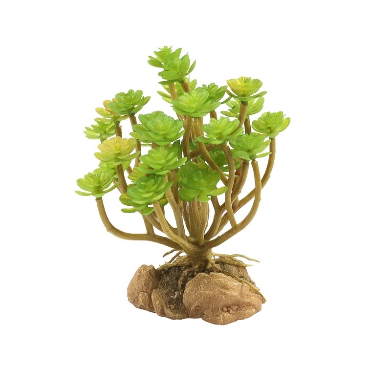 ZOO MED PLANT DESERT TREE HOUSELEEK
