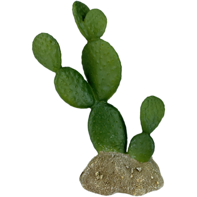 KOMODO PLANT FLATLEAF CACTUS