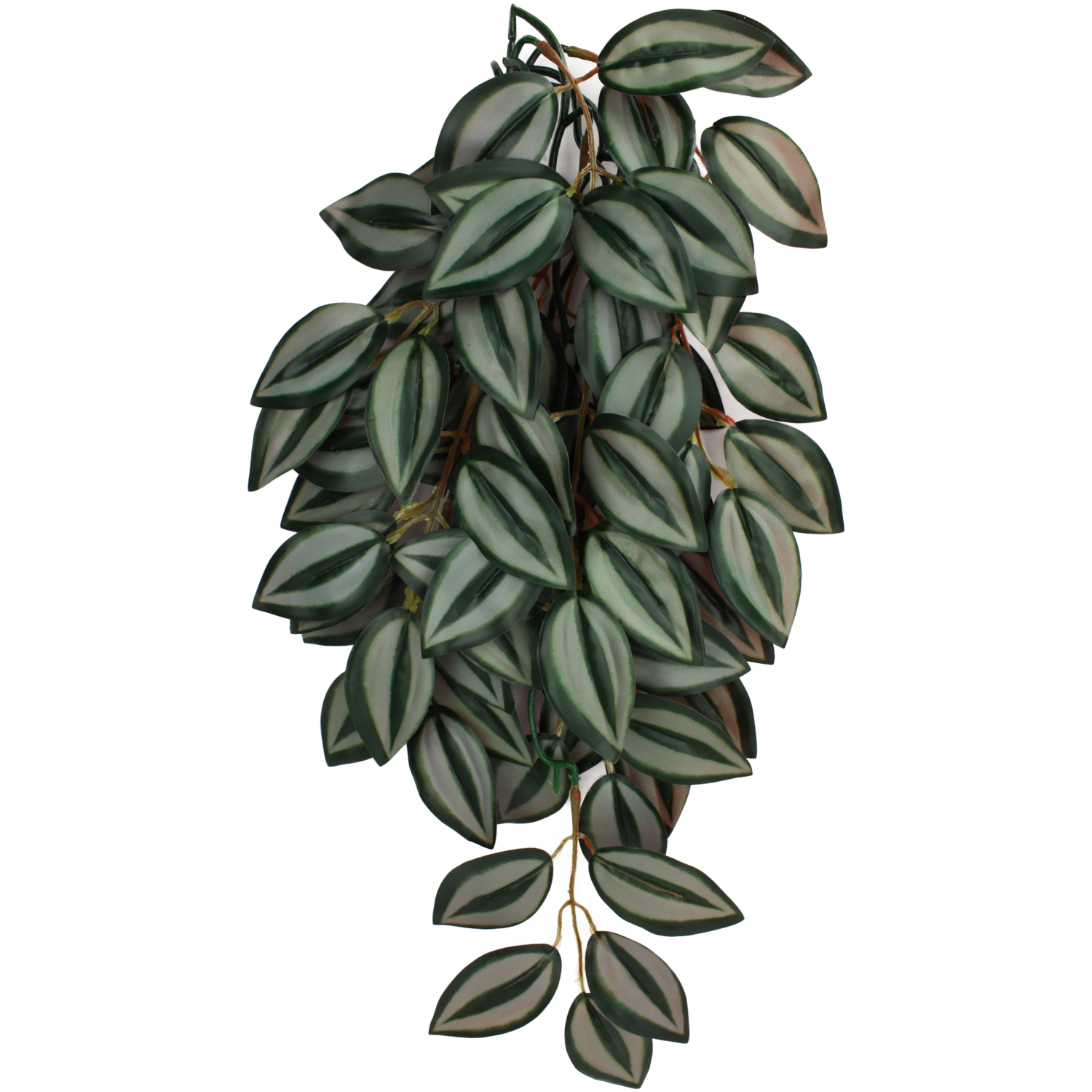 KOMODO PLANT ZEBRINA SM