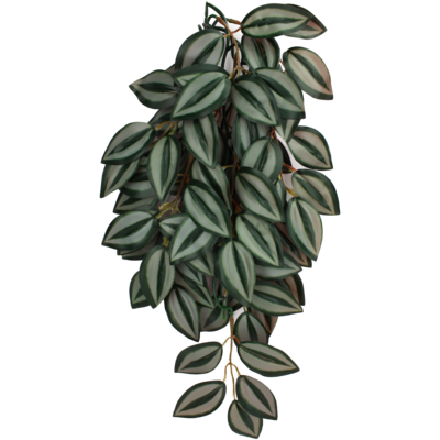 KOMODO PLANT ZEBRINA SM