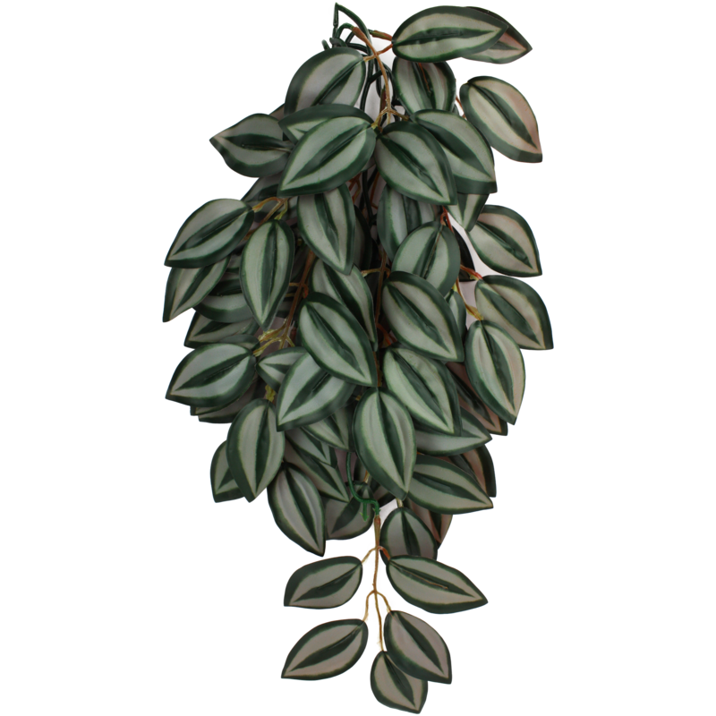 KOMODO PLANT ZEBRINA SM