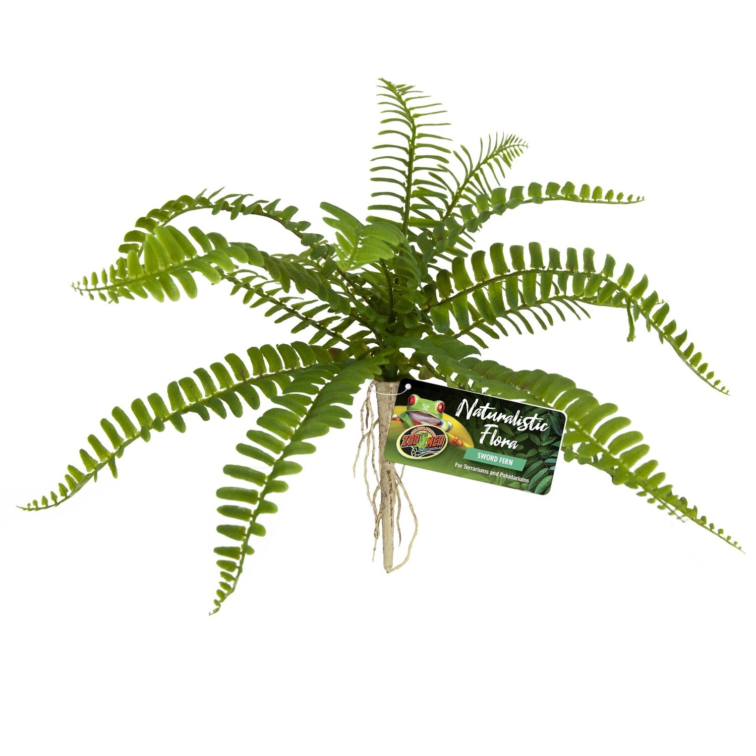 ZM PLANT FERN SWORD