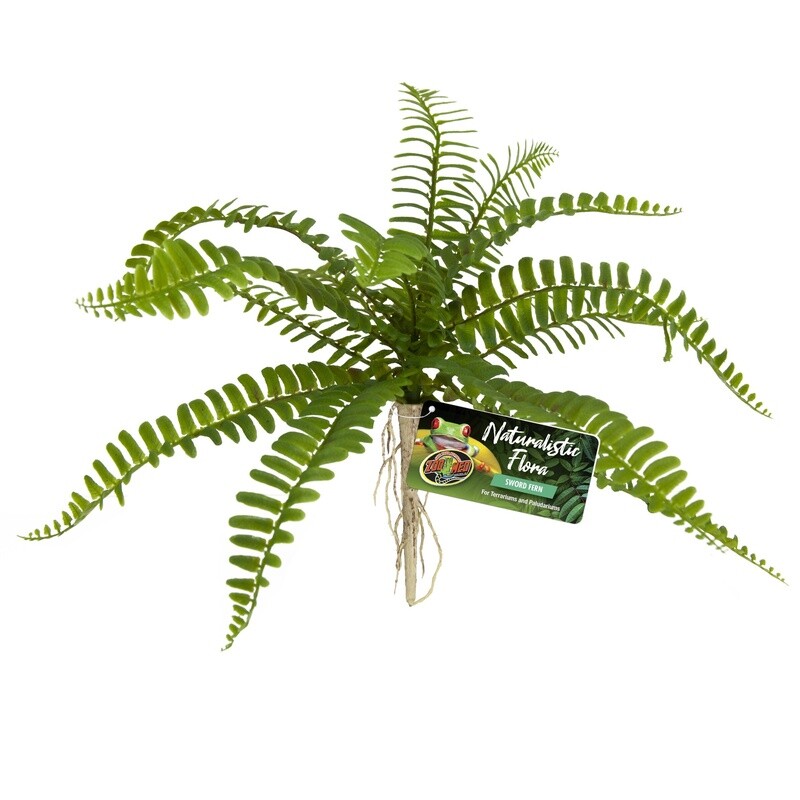 ZM PLANT FERN SWORD