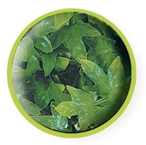 ZOO MED PLANT CONGO IVY SM
