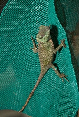 ZOO MED REPTI HAMMOCK LG