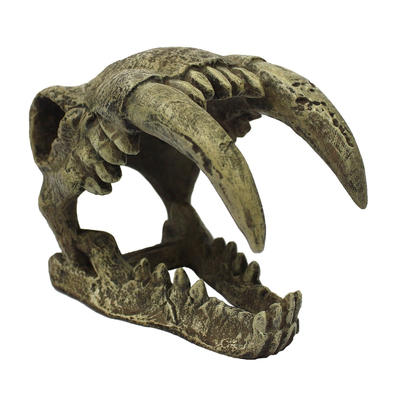 KOMODO SABER TOOTH