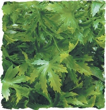 ZOO MED PLANT CANNABIS LG