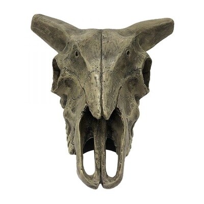 KOMODO DEER SKULL