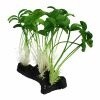 KOMODO SPROUTS
