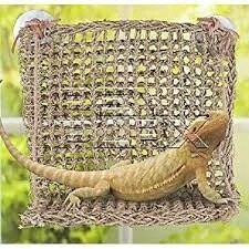 PPX LIZARD LOUNGER WINDOW