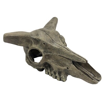 KOMODO DEER SKULL