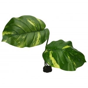KOMODO GUIANA PLANT JUMBO