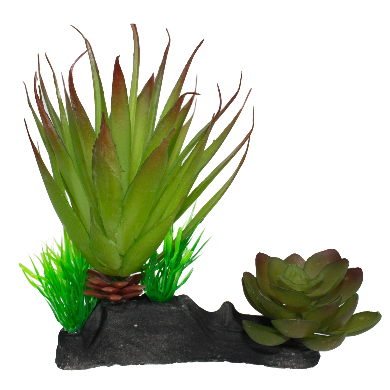 KOMODO SUCCULENT
