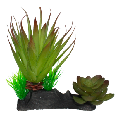 KOMODO SUCCULENT