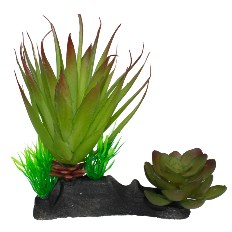 KOMODO SUCCULENT