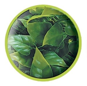 ZOO MED PLANT MEXICAN PHILO LG