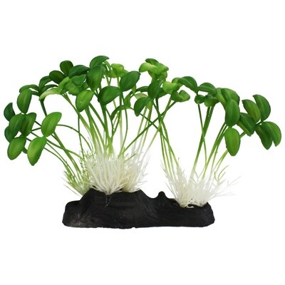 KOMODO SPROUTS