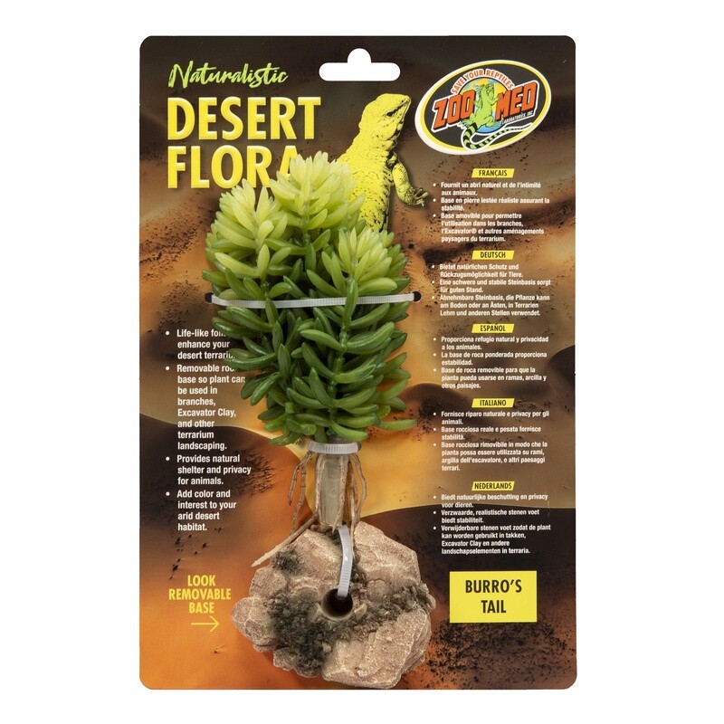 ZM PLANT DESERT BURROS TAIL