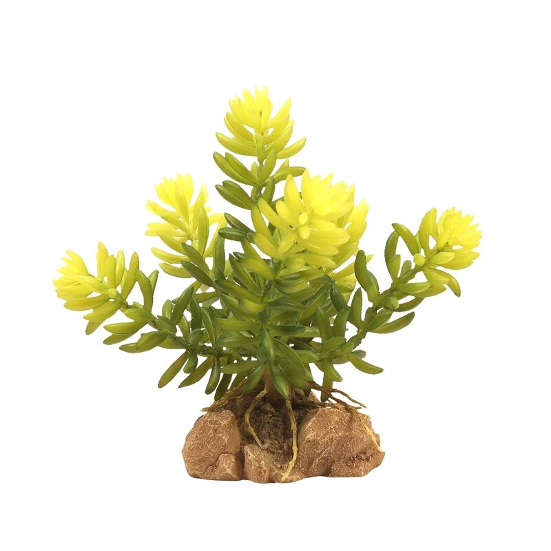 ZOO MED PLANT DESERT BURROS TAIL