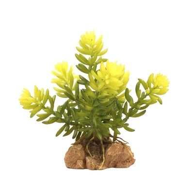 ZOO MED PLANT DESERT BURROS TAIL