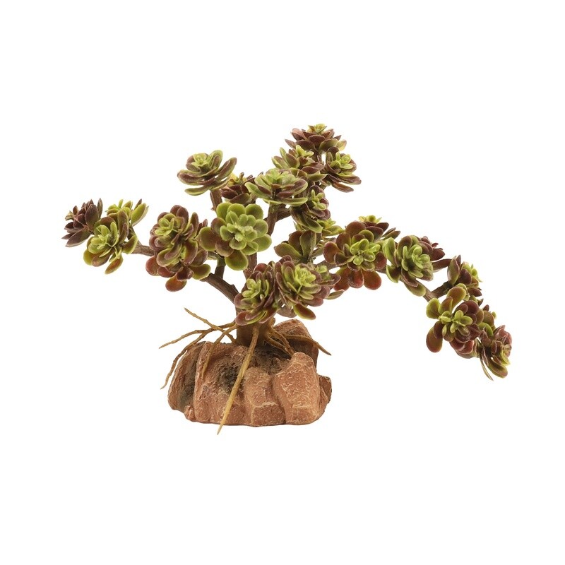 ZOO MED PLANT DESERT RED LEAF STONECROP