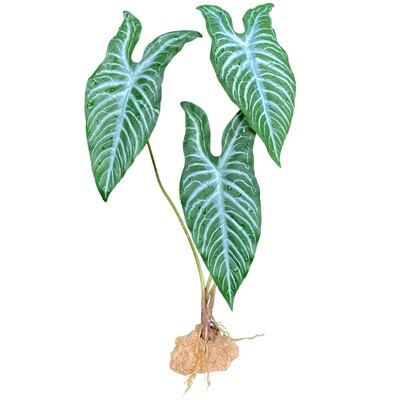 KOMODO WHITE VEIN STANDING PLANT