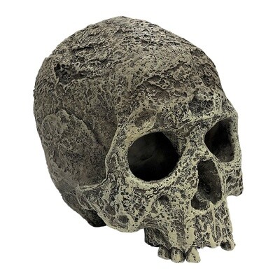 KOMODO HUMAN SKULL TEXTURED