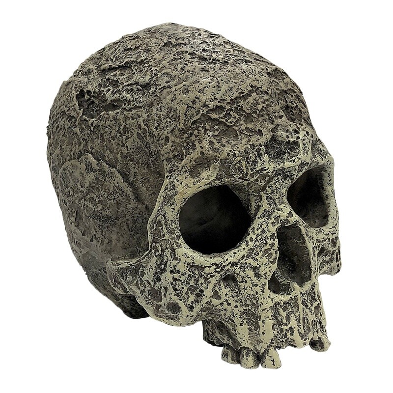 KOMODO HUMAN SKULL TEXTURED
