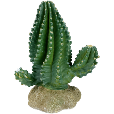 KOMODO PLANT COLUMNAR CACTUS