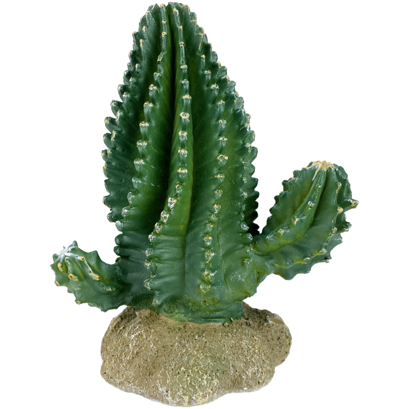 KOMODO PLANT COLUMNAR CACTUS