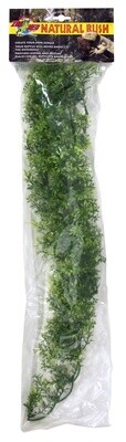 ZM PLANT AUS MAPLE LG