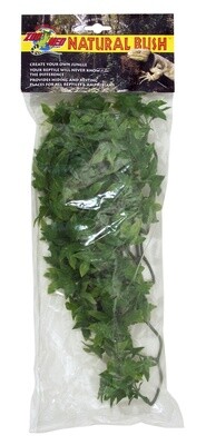 ZM PLANT CONGO IVY MD