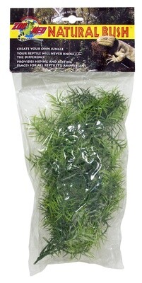 ZM PLANT CASHUARINA SM