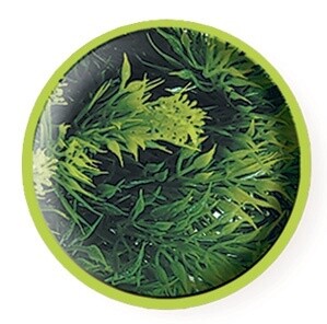 ZOO MED PLANT MALAYSIAN FERN MD