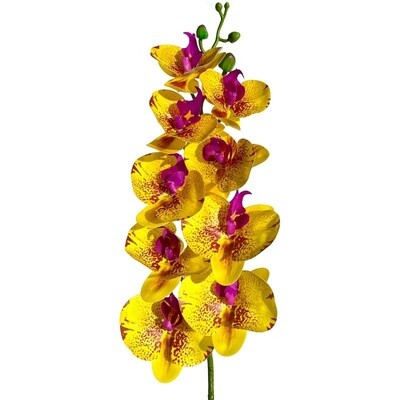 LUG MOTH ORCHID YELLOW FUSCHIA
