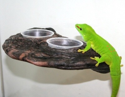 PT GECKO LEDGE EARTH