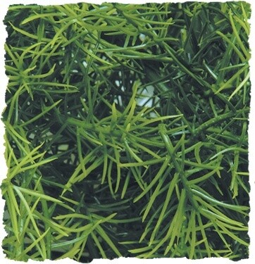 ZM PLANT CASHUARINA MD