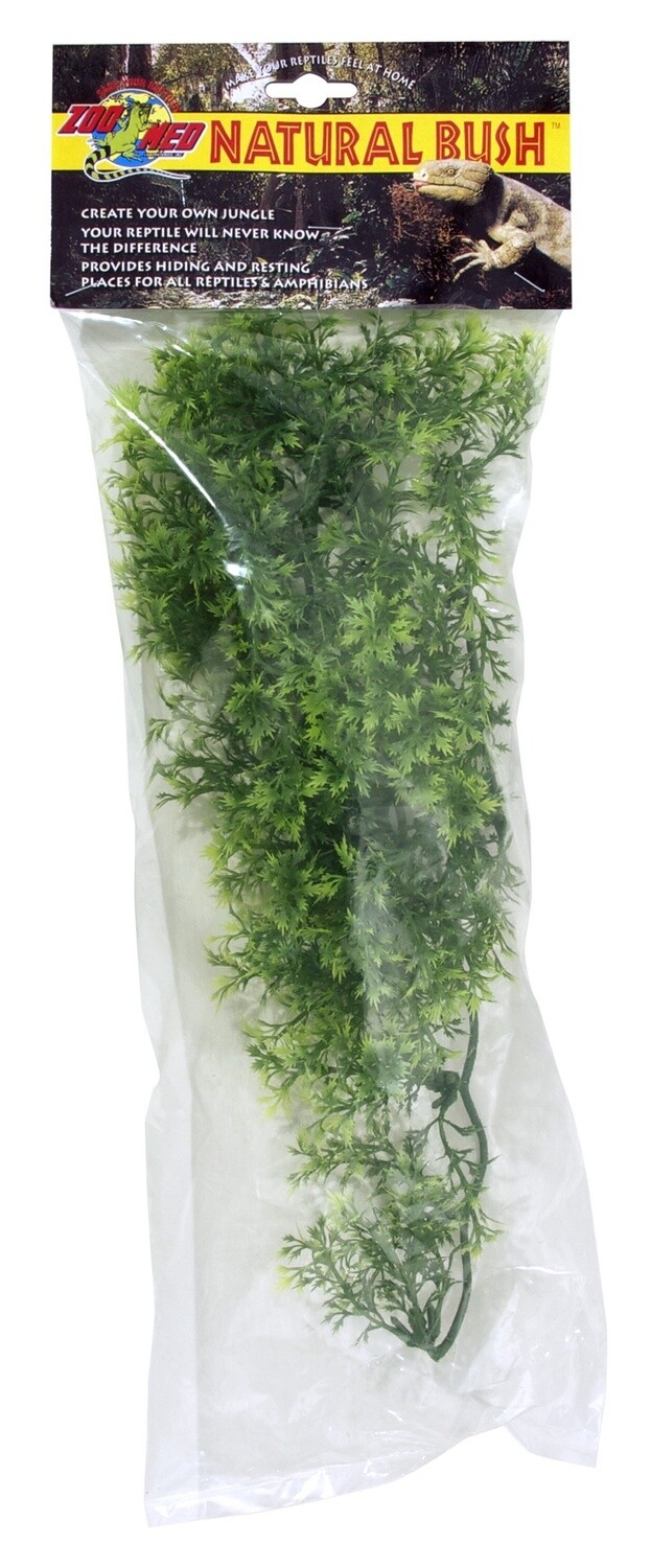 ZM PLANT AUS MAPLE MD