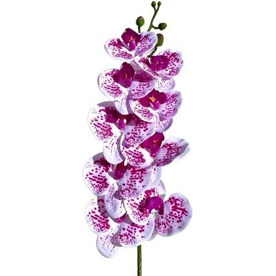 LUG MOTH ORCHID FUSCHIA/WHITE