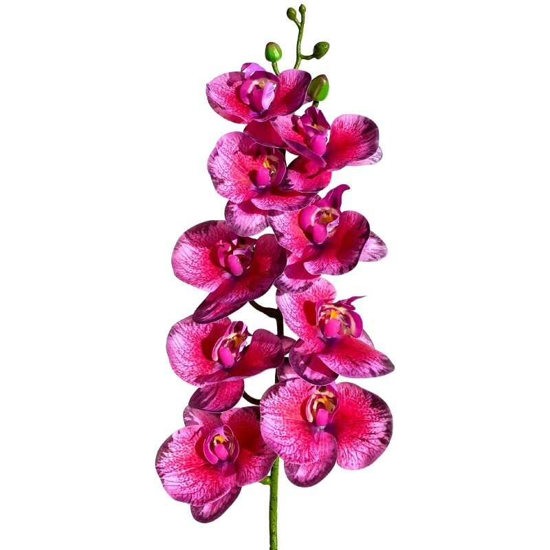 LUG MOTH ORCHID DRK FUSCIA BLACK