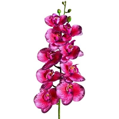 LUG MOTH ORCHID DRK FUSCIA BLACK